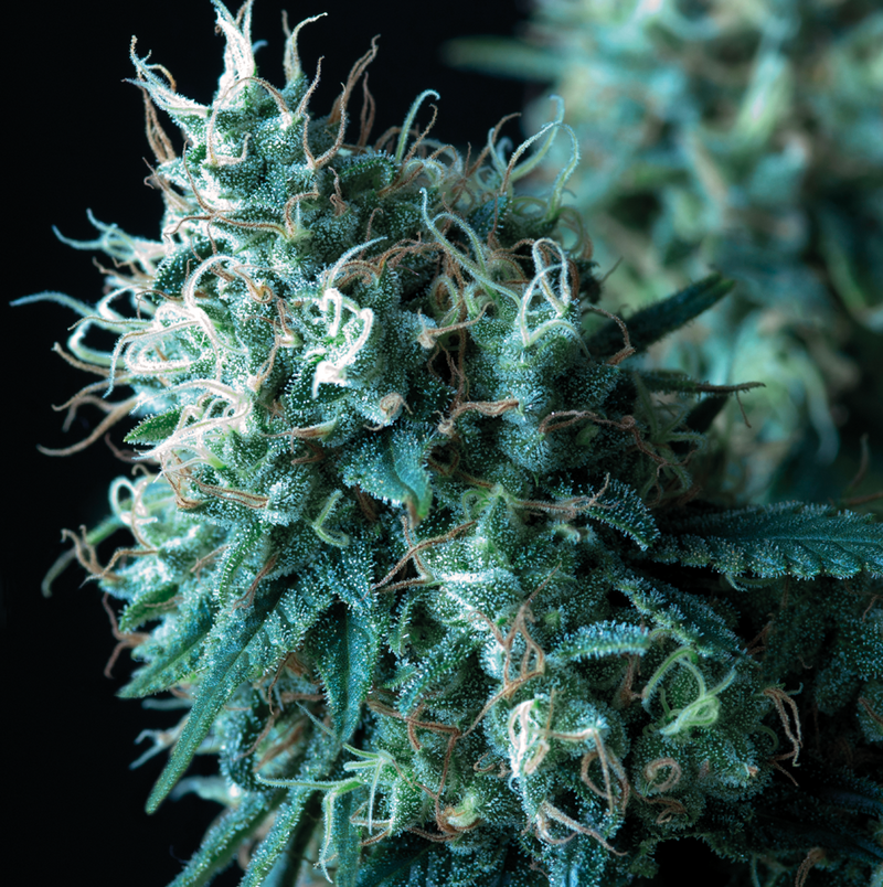 AK-74 Fast, Фасовка: 5+1